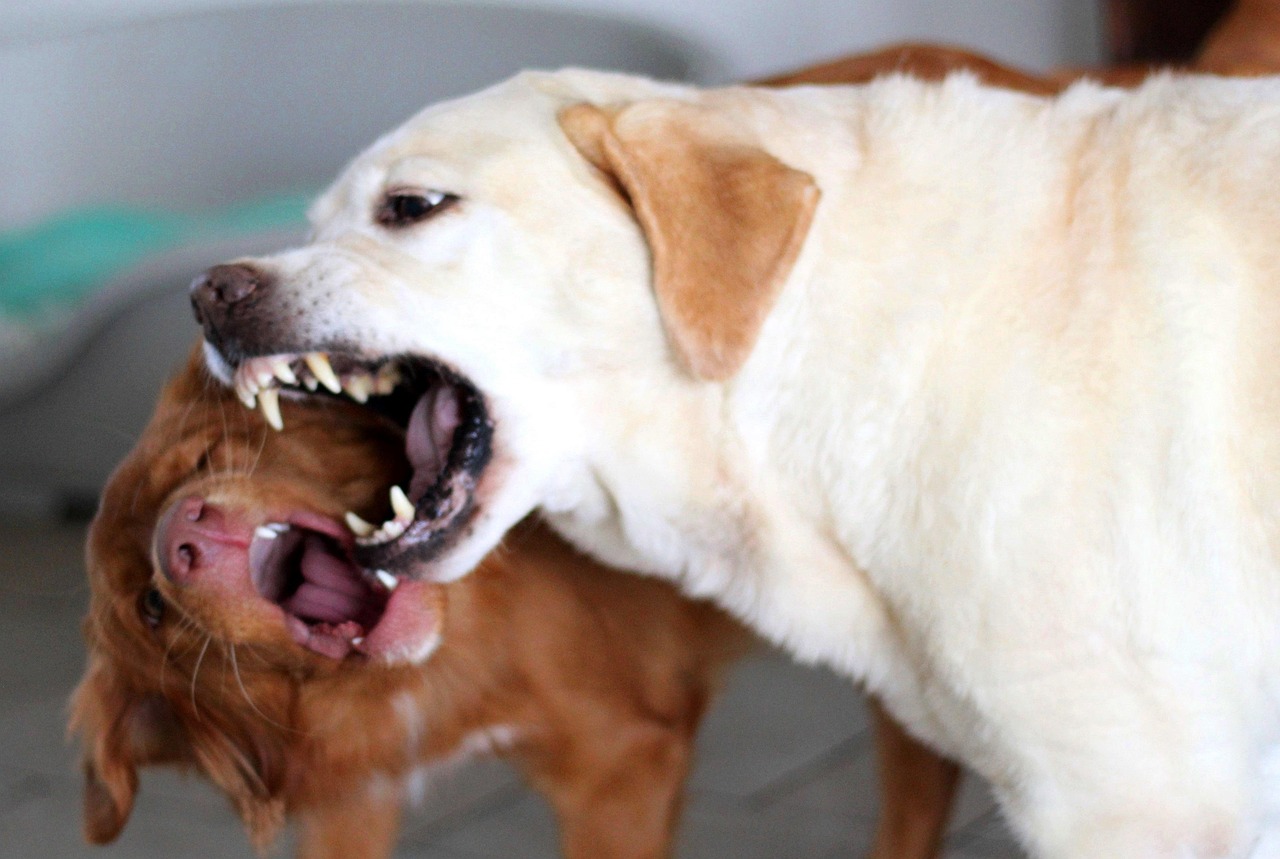aggressive dog
