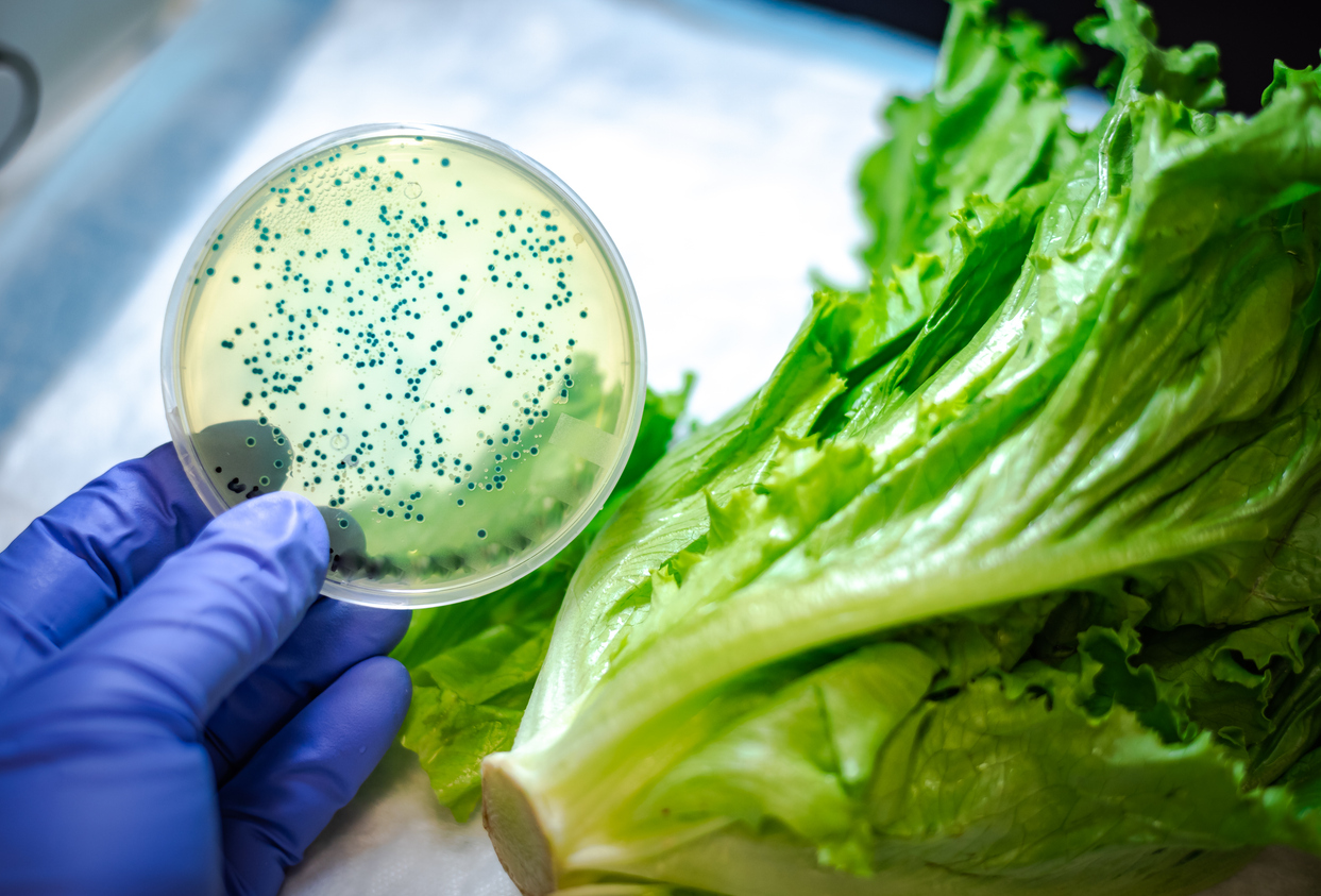 romaine lettuce recall for bacterial contamination