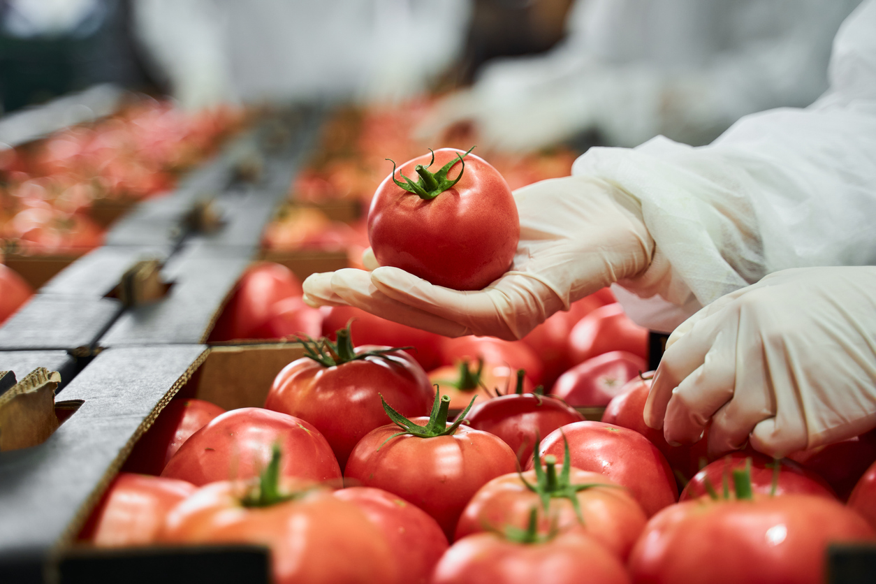 worker in latex gloves inspecting a red tomato